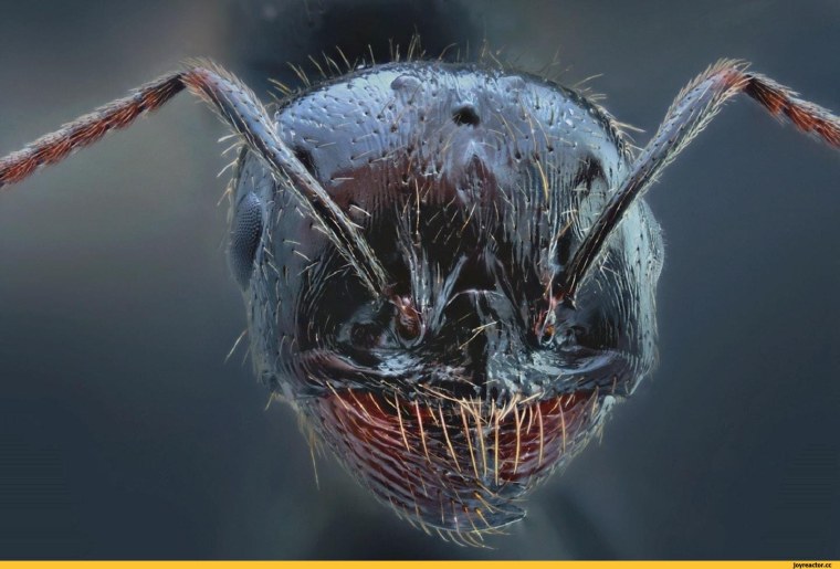 Смешной таракан