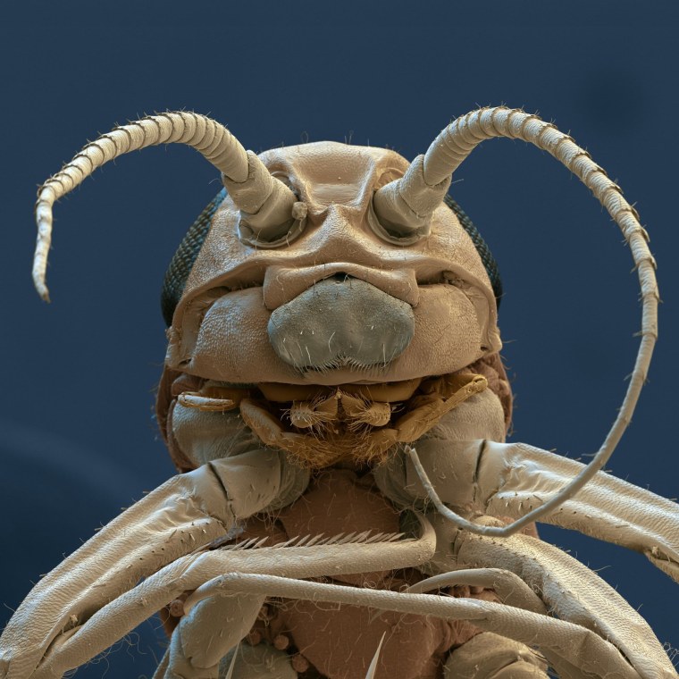 Насекомые жуки муравьи