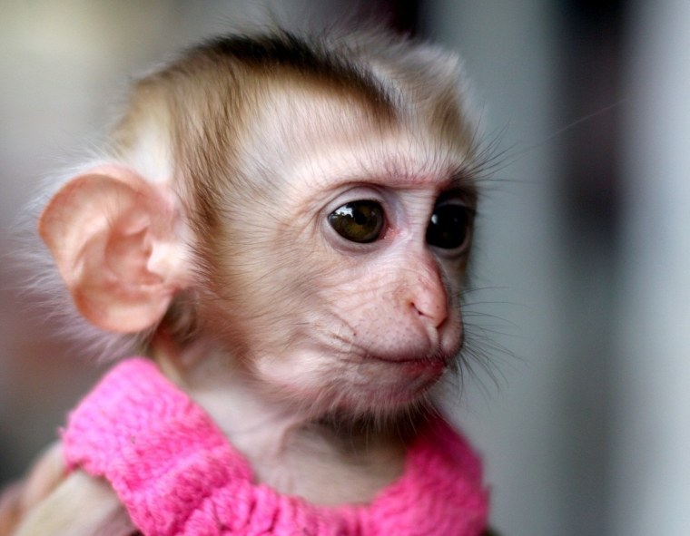 Маймун макаки