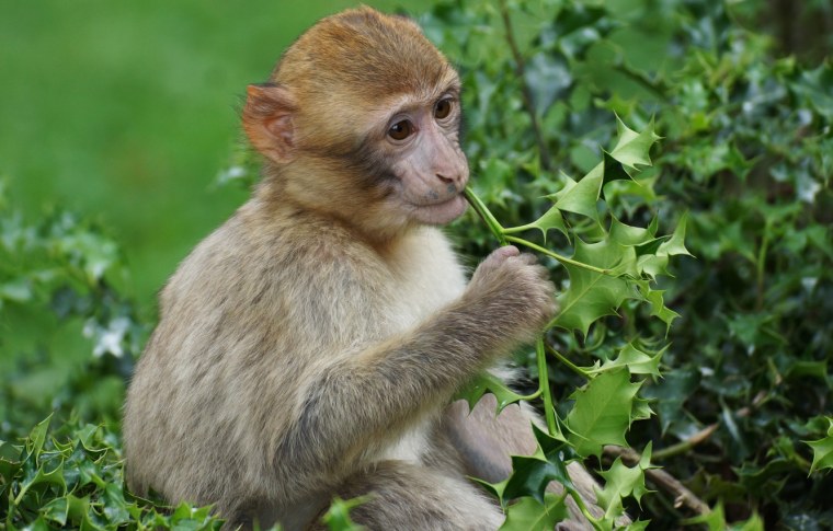 Обезьянка на рабочий стол