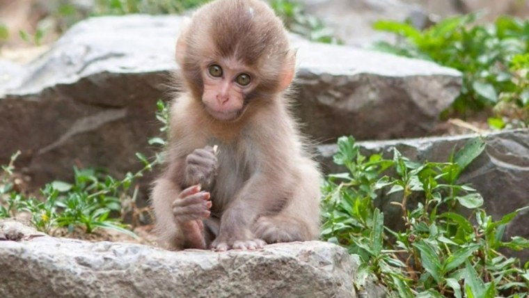 Яванский макак детеныш
