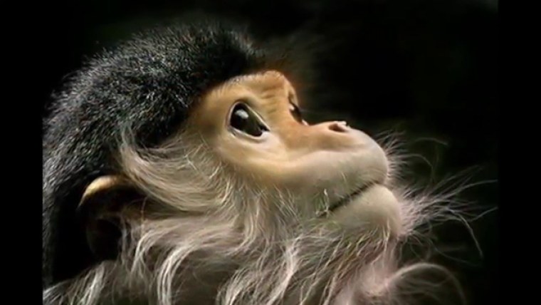 Умная и красивая мартышка