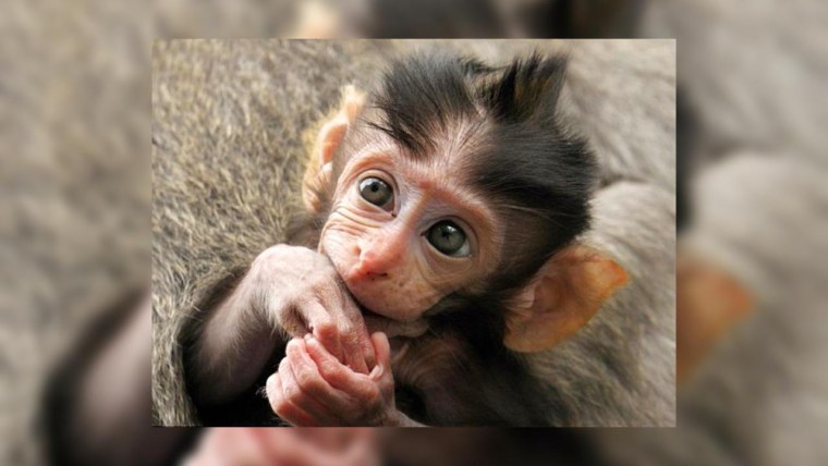 Игривая обезьянка