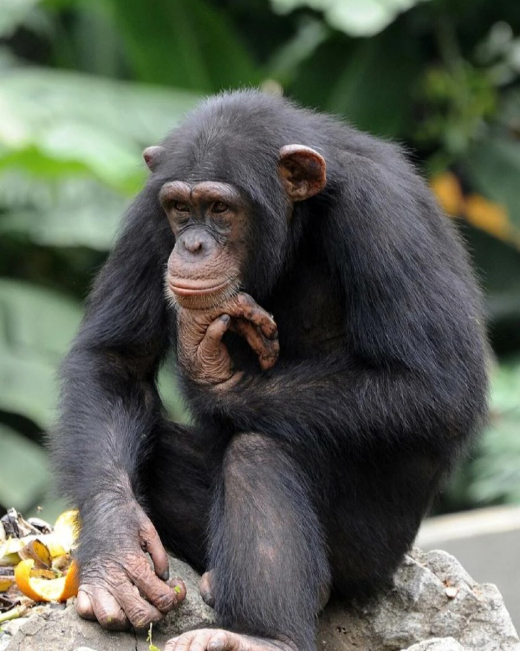 Обезьяна примат