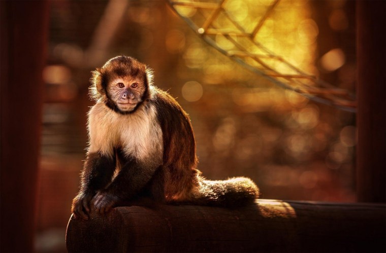 Крашеная обезьянка