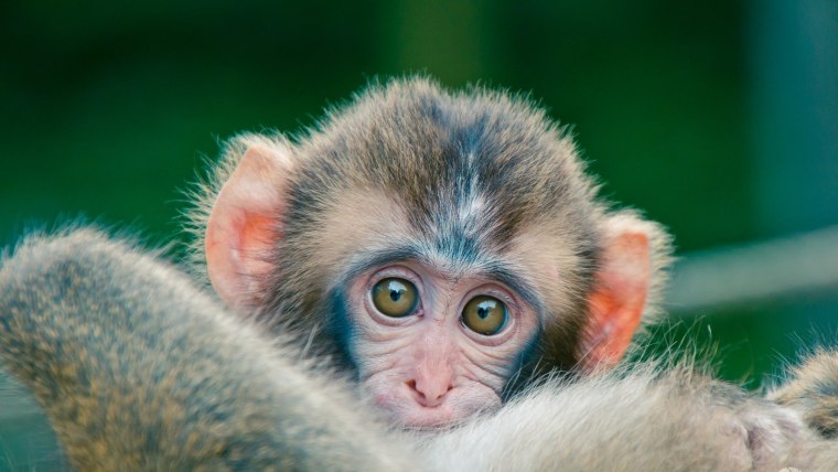 Самые милые обезьянки в мире