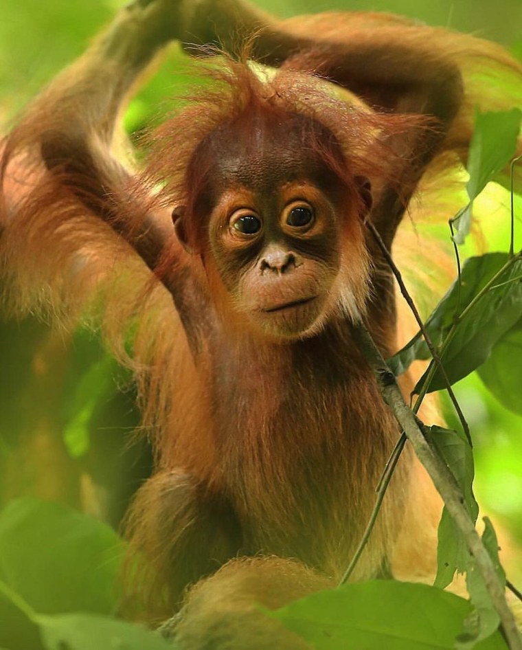 Мартышковая обезьяна