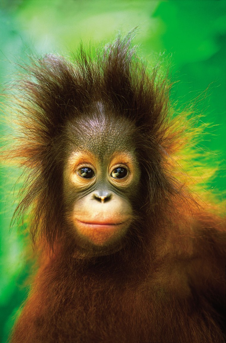 Красивая обезьяна