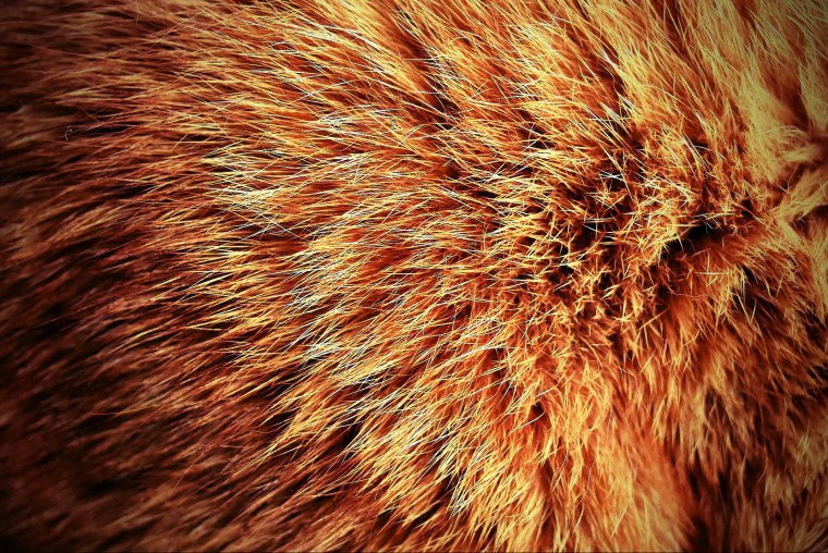 Норковая шуба с капюшоном