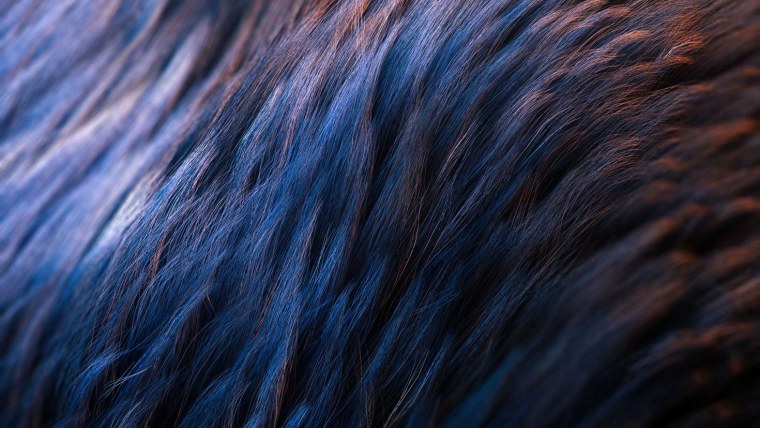 Рыжая шерсть