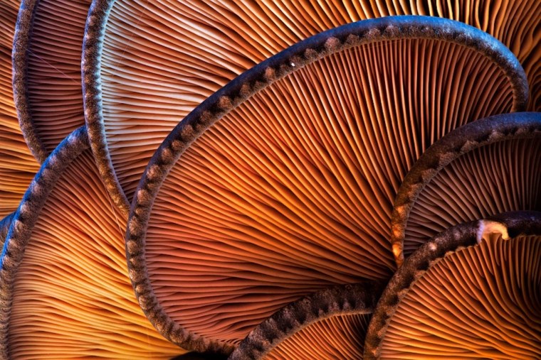 Кольца для макросъемки Canon