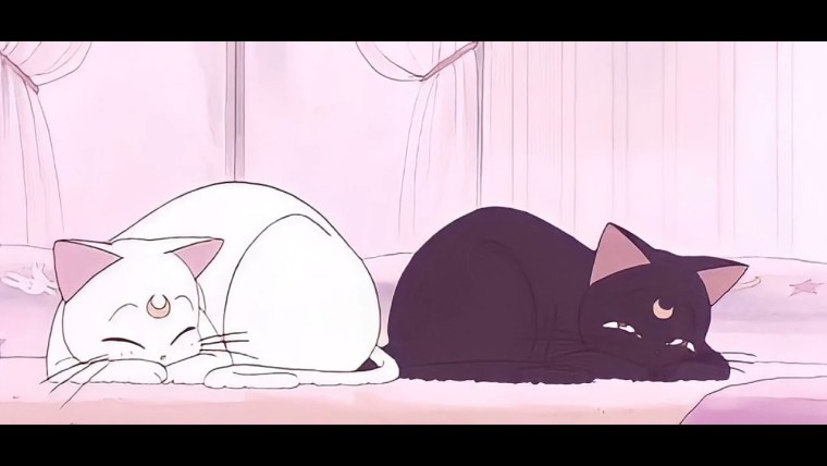 Обои с котиками из аниме
