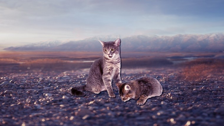 Обои на рабочий стол 1920х1080 котики