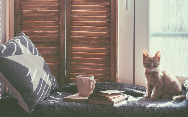 Котики в комнате уютно