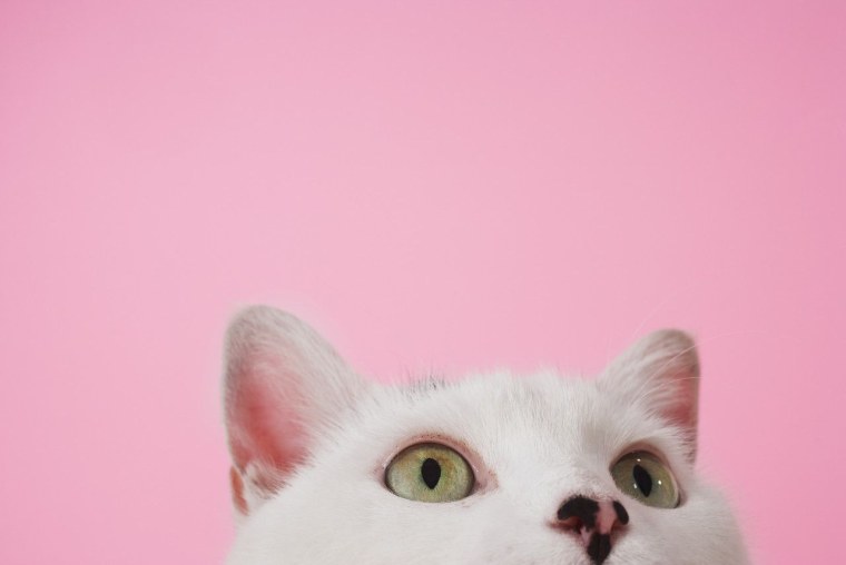 Розовый котик