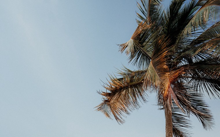 Розовые пальмы