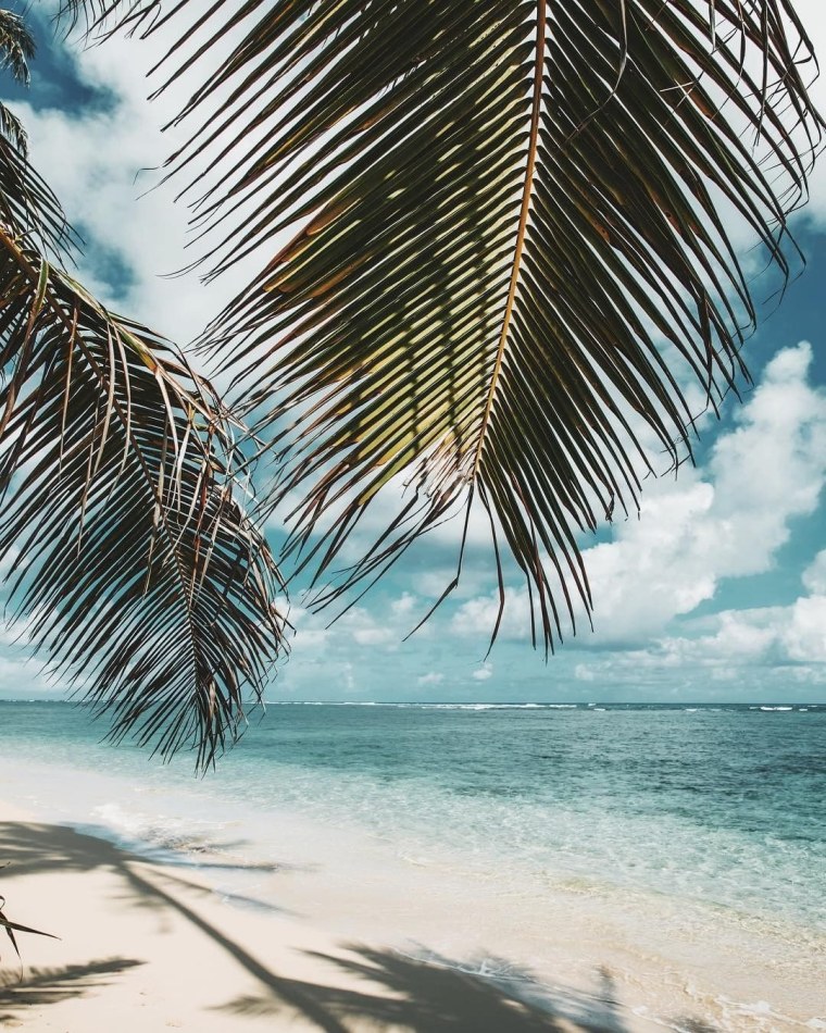 Пальмы на айфон