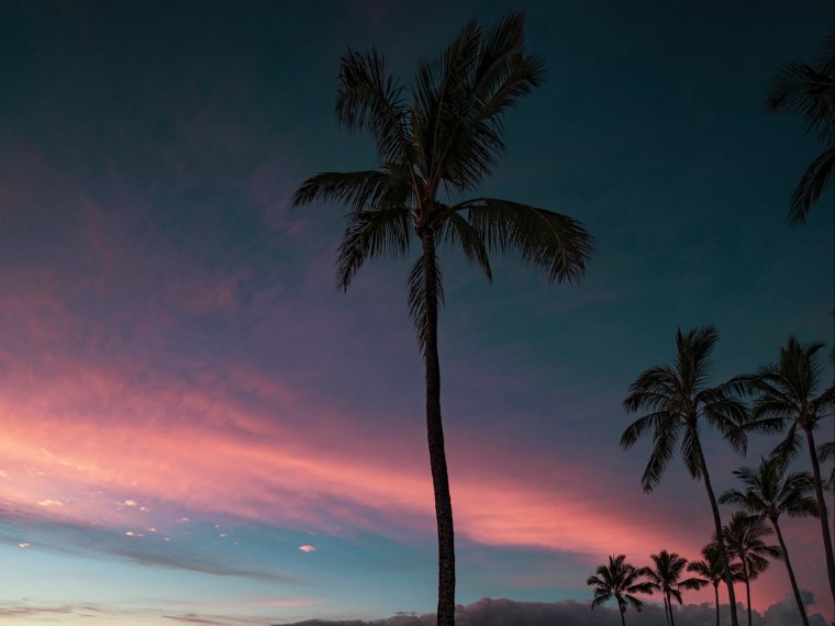 Пальмы обои iphone