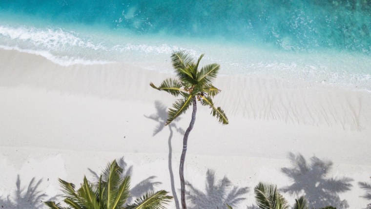 Майами пальмы