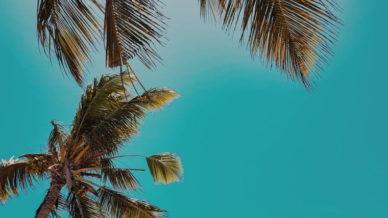 Пальмы Эстетика