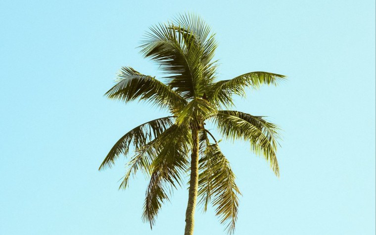 Пальмы Эстетика