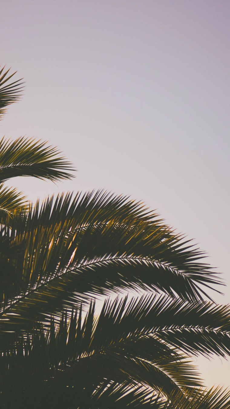 Пальмы на рабочий стол