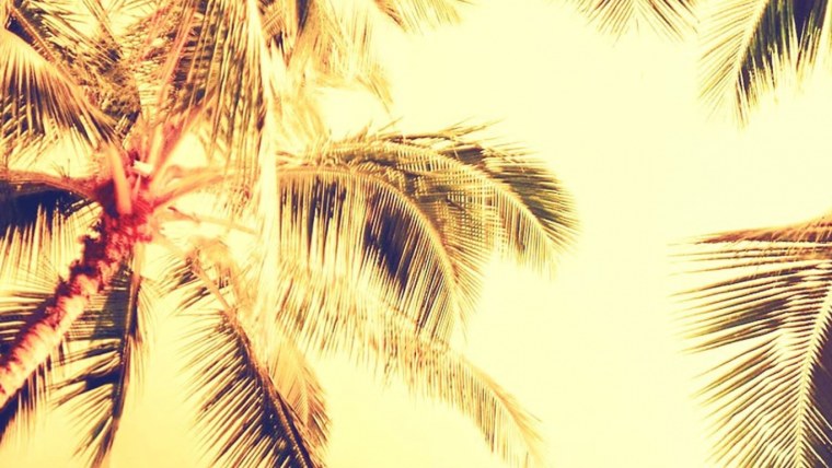 Обои пальмы