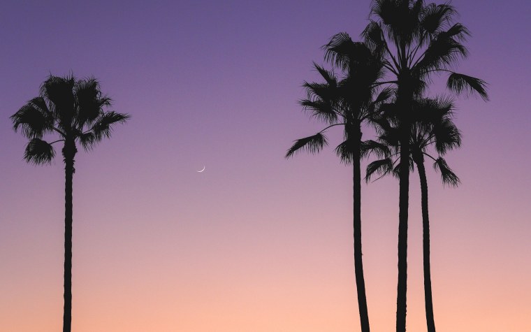 Обои на телефон пальмы