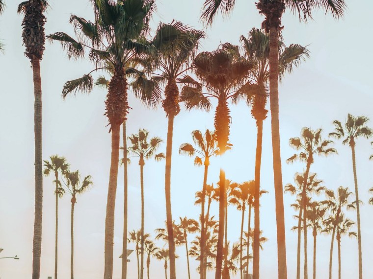 Майами пальмы