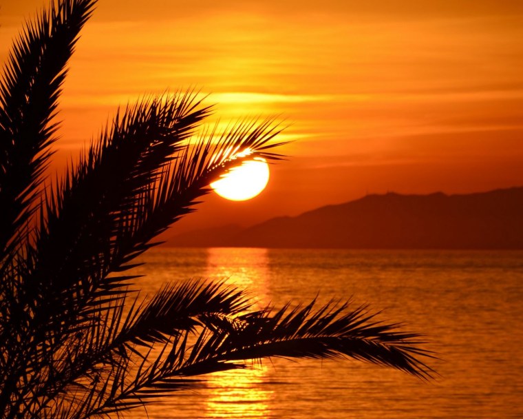 Фиолетовые пальмы