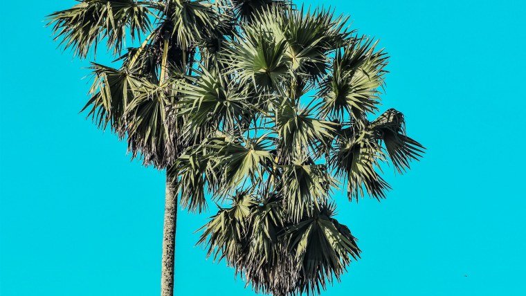 Ветка пальмы