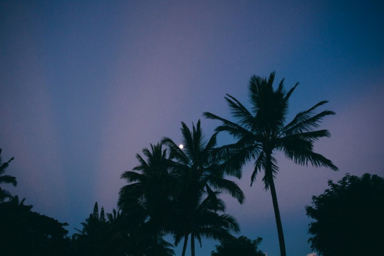 Пальмы зелень