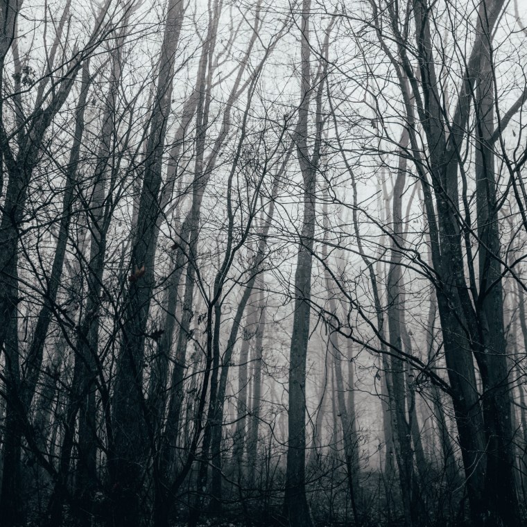 Грустный лес