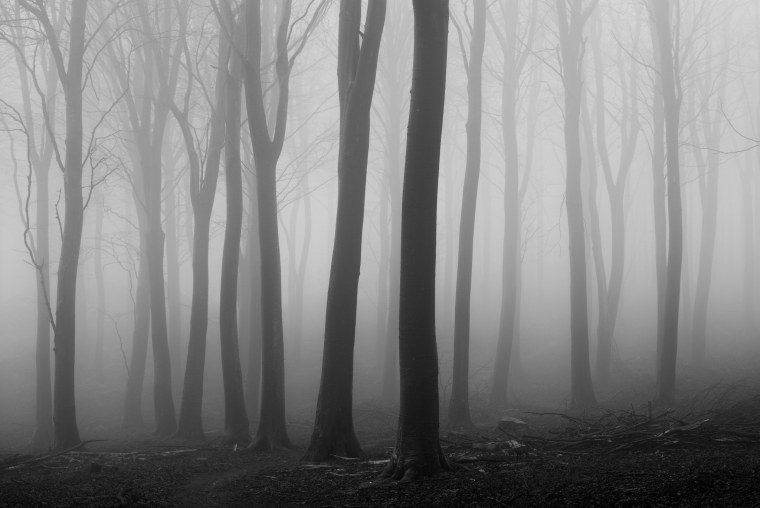 Темный туманный лес