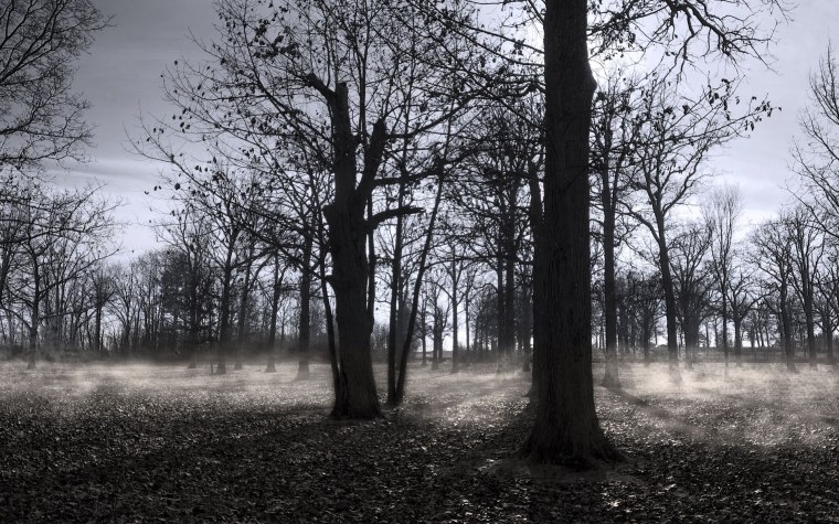 Пасмурный лес