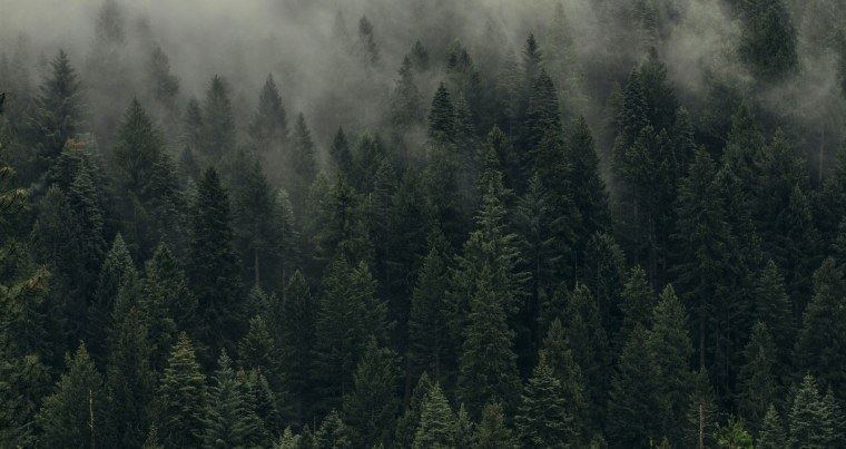 Хвойные темные леса