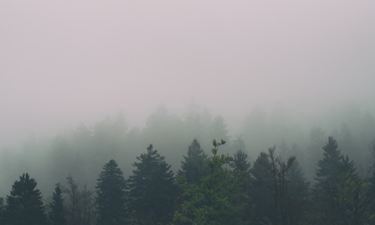 Лес в тумане Минимализм