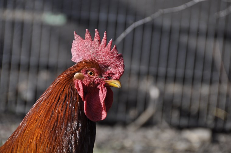 Крутой петух