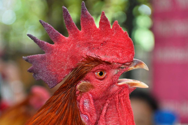 Петух аватар