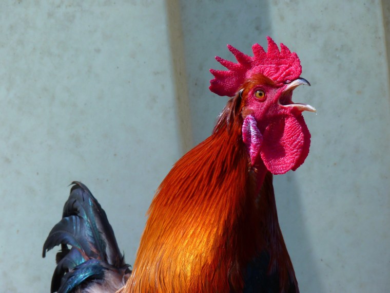 Рыжий петух