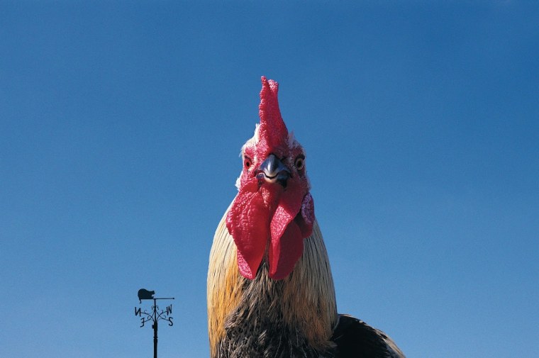 Петух смеется