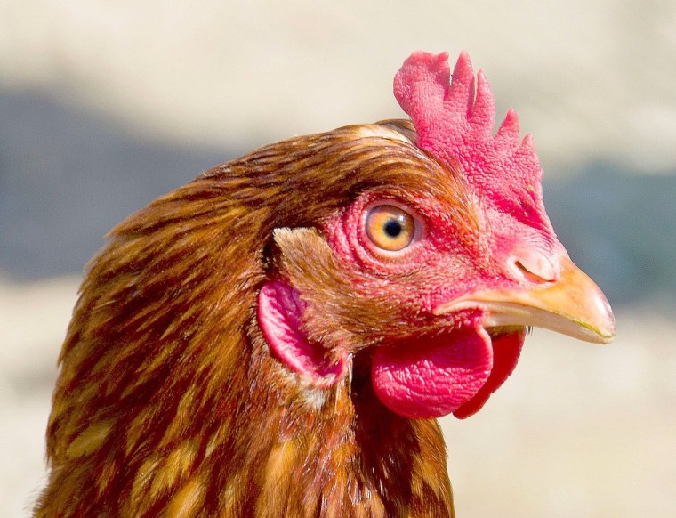Голова курицы