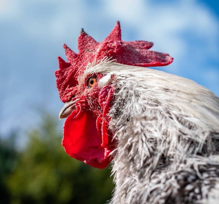 Голова петуха фото