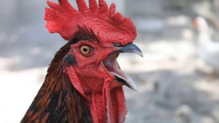 Злобный петух