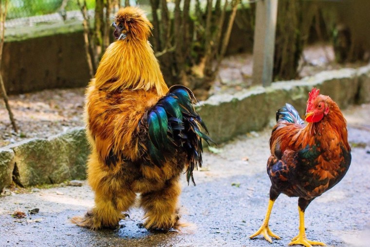 Прикольный петух