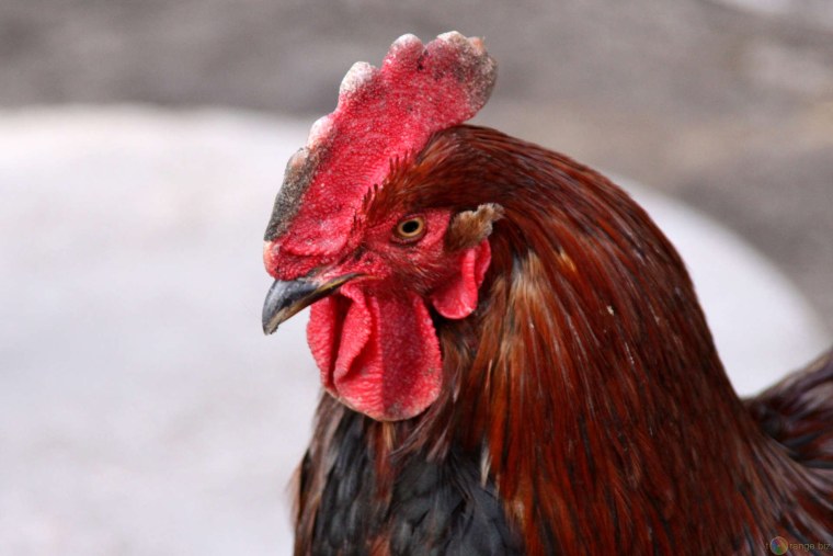 Петух без гребешка