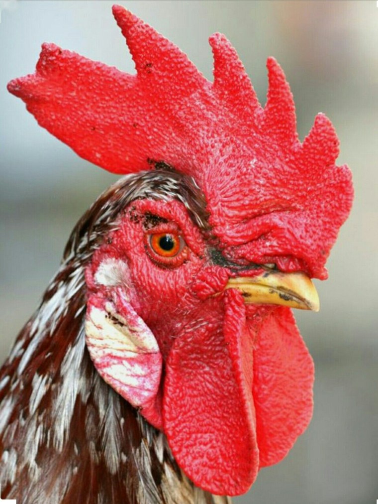 Петух с сигой