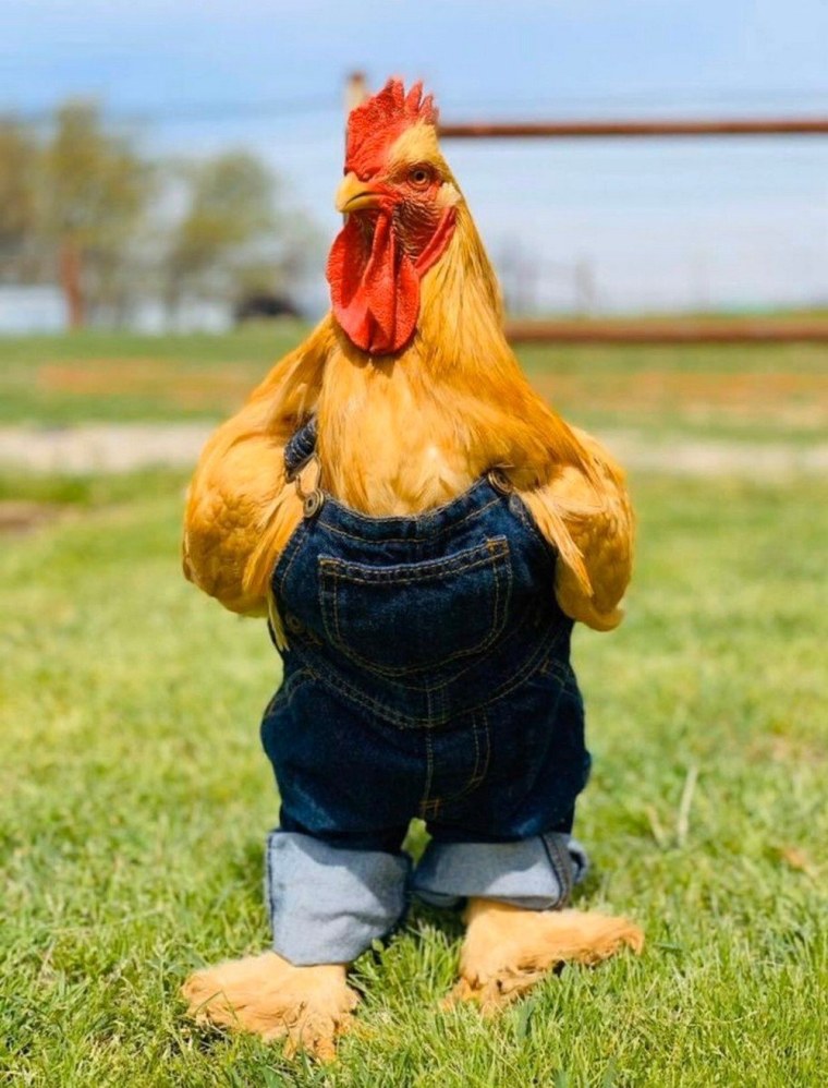 Петух УГАРНЫЙ