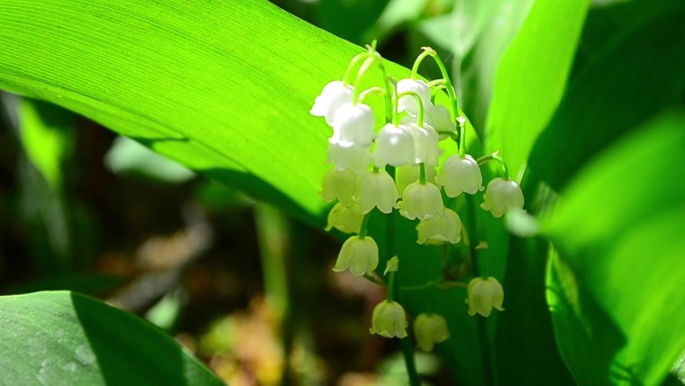 Весенние цветы Ландыши