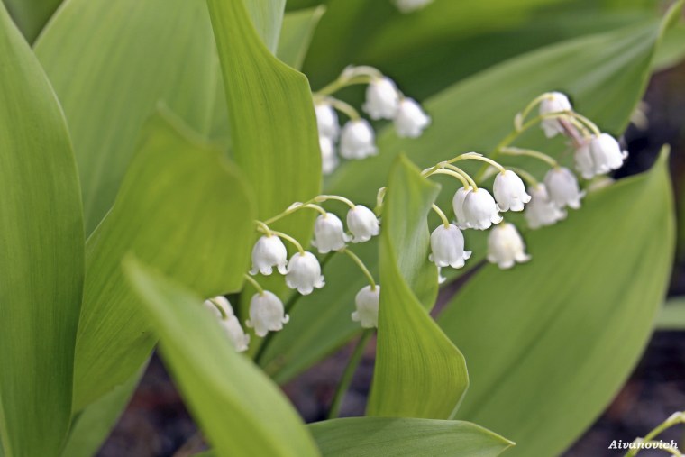 День ландышей 19 мая